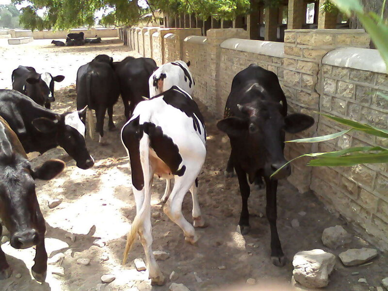 Black and White Cows — Brown, Calm