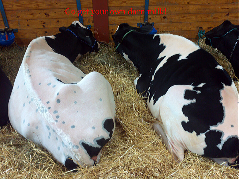 Black and White Cows — Brown