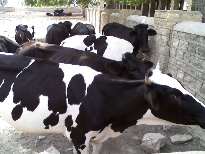 Black and White Cows — Calm, Afternoon, Photograph