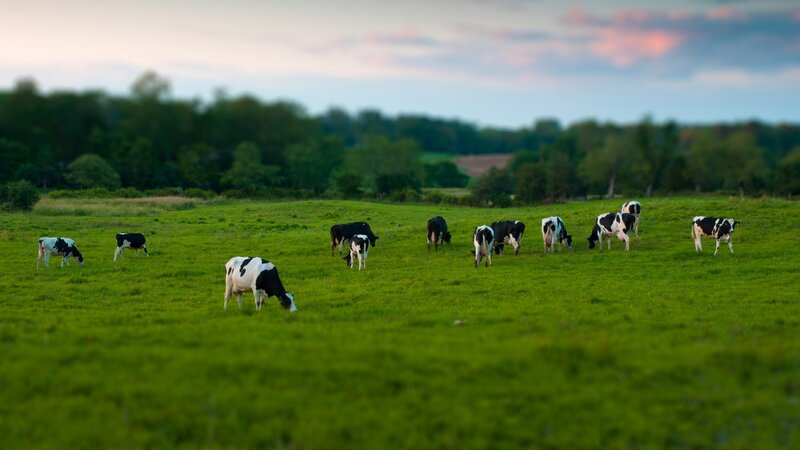 Black and White Cows Grazing