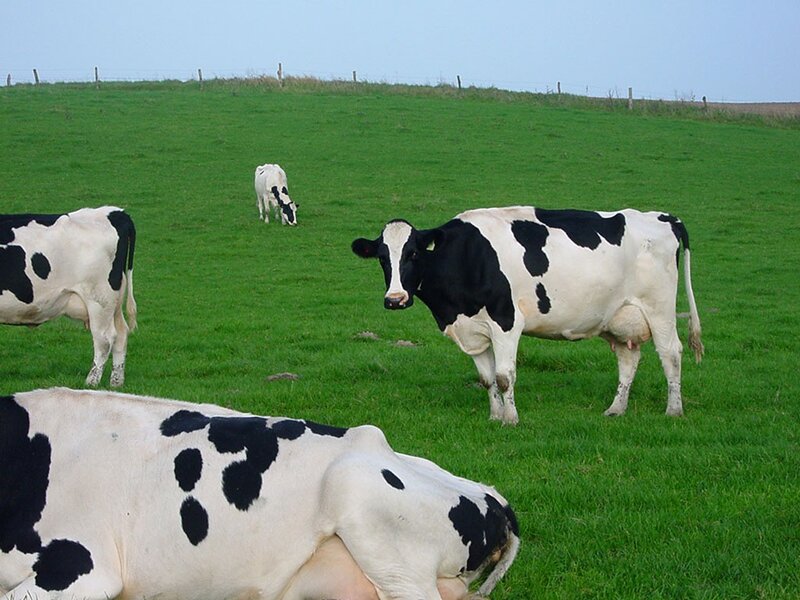 Black and White Cows — Green, Calm, Afternoon