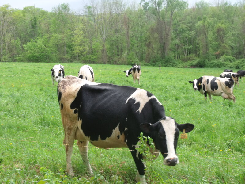 Black and White Cows — Green, Calm, Spring