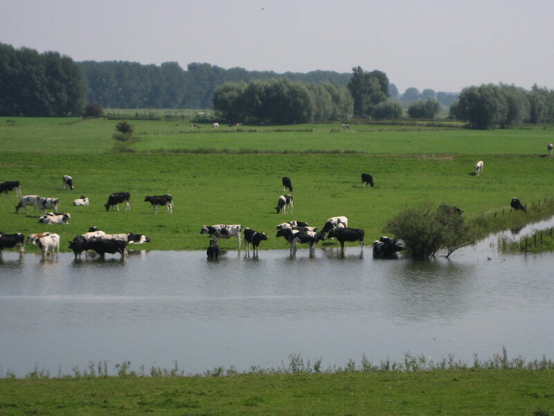 Black and White Cows — Green, Calm