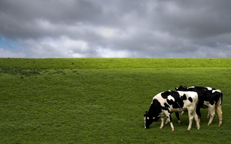 Black and White Cows — Green, Dramatic, Afternoon, Photograph, Grass Field