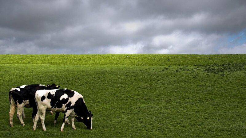 Black and White Cows — Green, Dramatic, Afternoon, Photograph