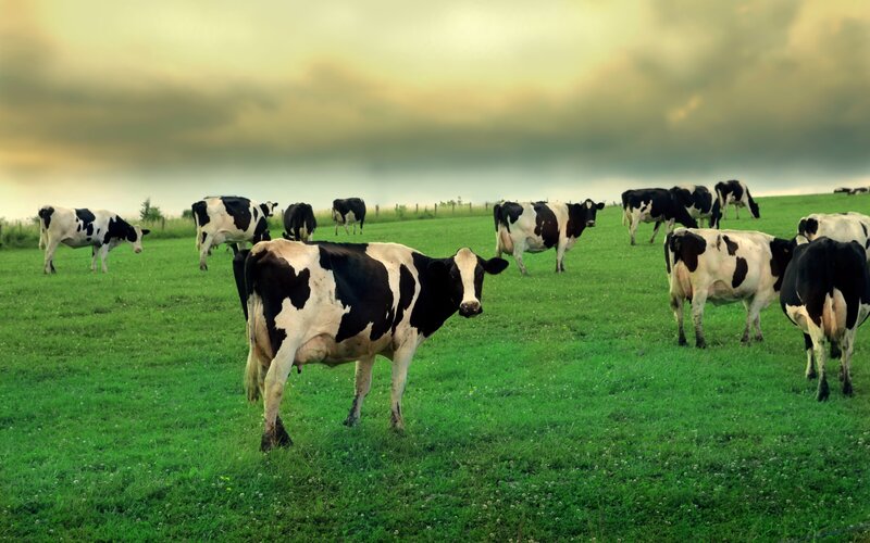 Black and White Cows — Green, Dramatic, Afternoon