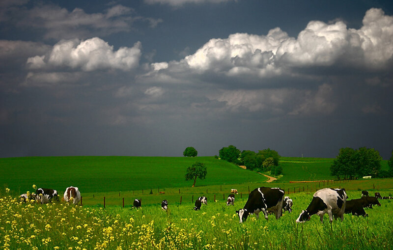 Black and White Cows — Green, Dramatic