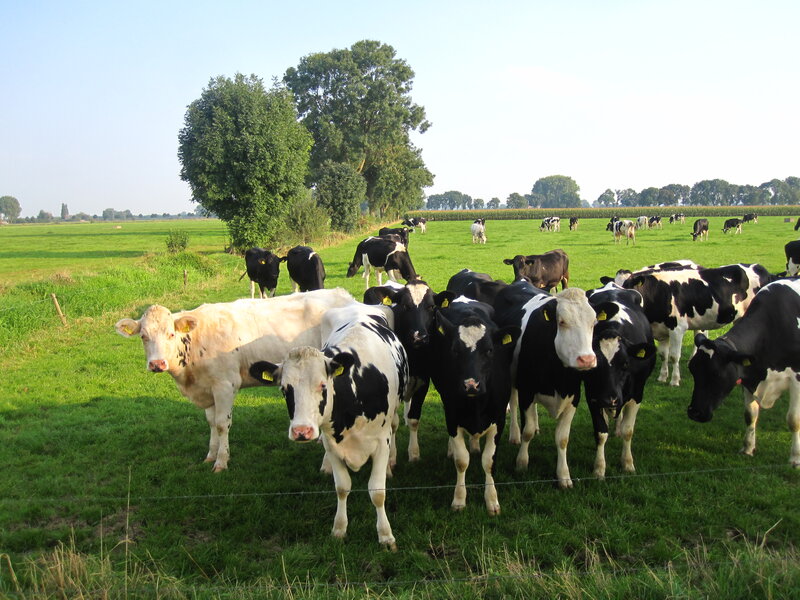 Black and White Cows — Green, Serene, Afternoon, Photograph, Green Field