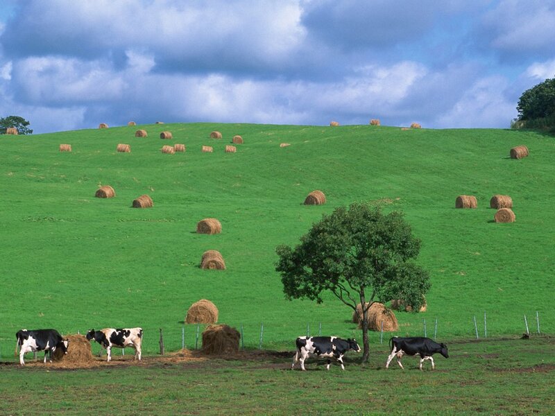 Black and White Cows — Green, Serene, Afternoon