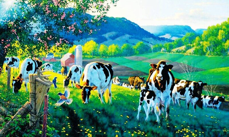 Black and White Cows — Green, Serene, Morning