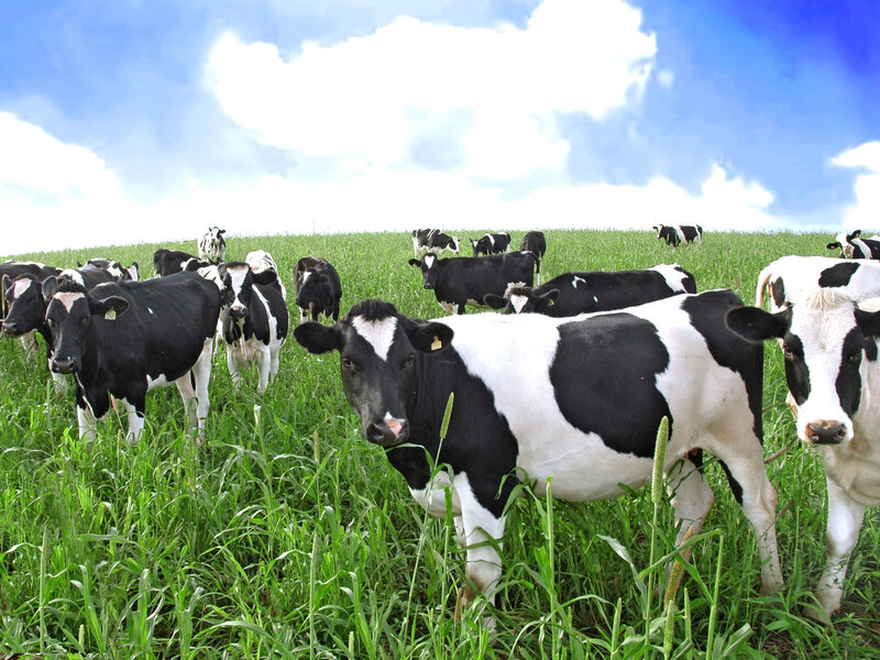 Black and White Cows — Green, Serene