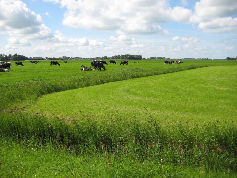 Black and White Cows — Green