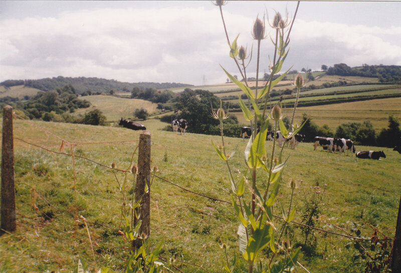 Black and White Cows in Field — Green, Calm