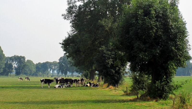 Black and White Cows in Field — Green