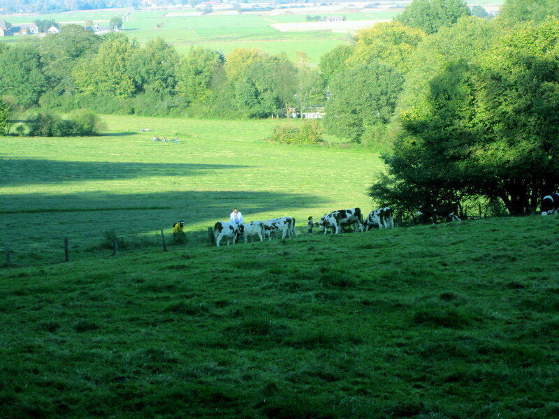 Black-and-white Cows in Field