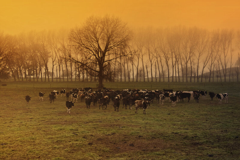 Black and White Cows — Orange, Serene