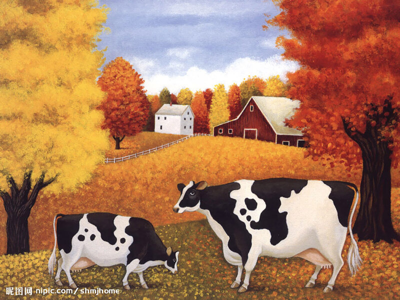 Black and White Cows — Orange