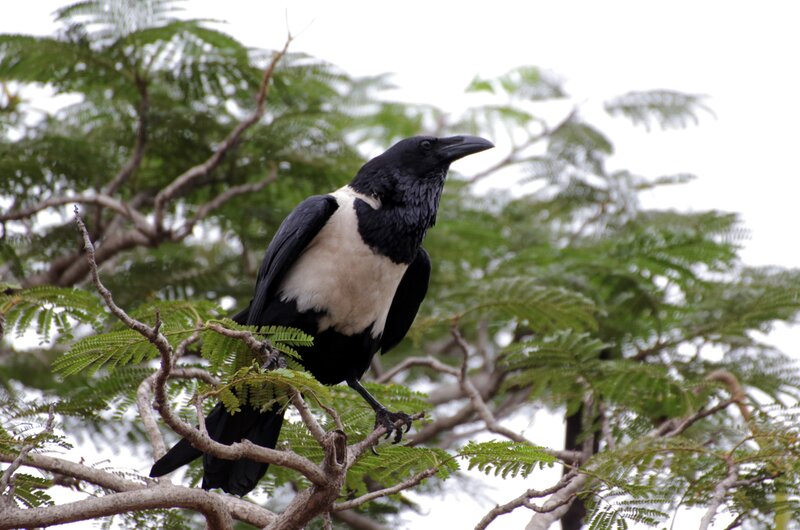 Black and White Crow — Calm