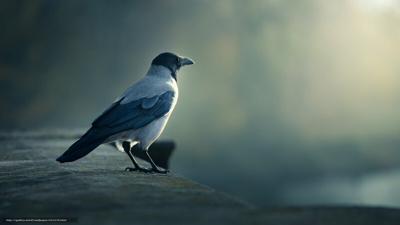 Black and White Crow — Gray