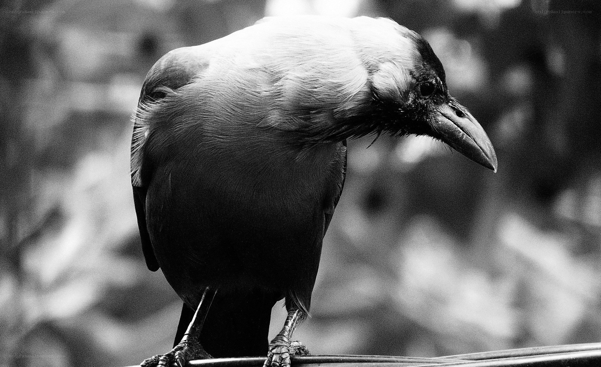 black and white crow portrait