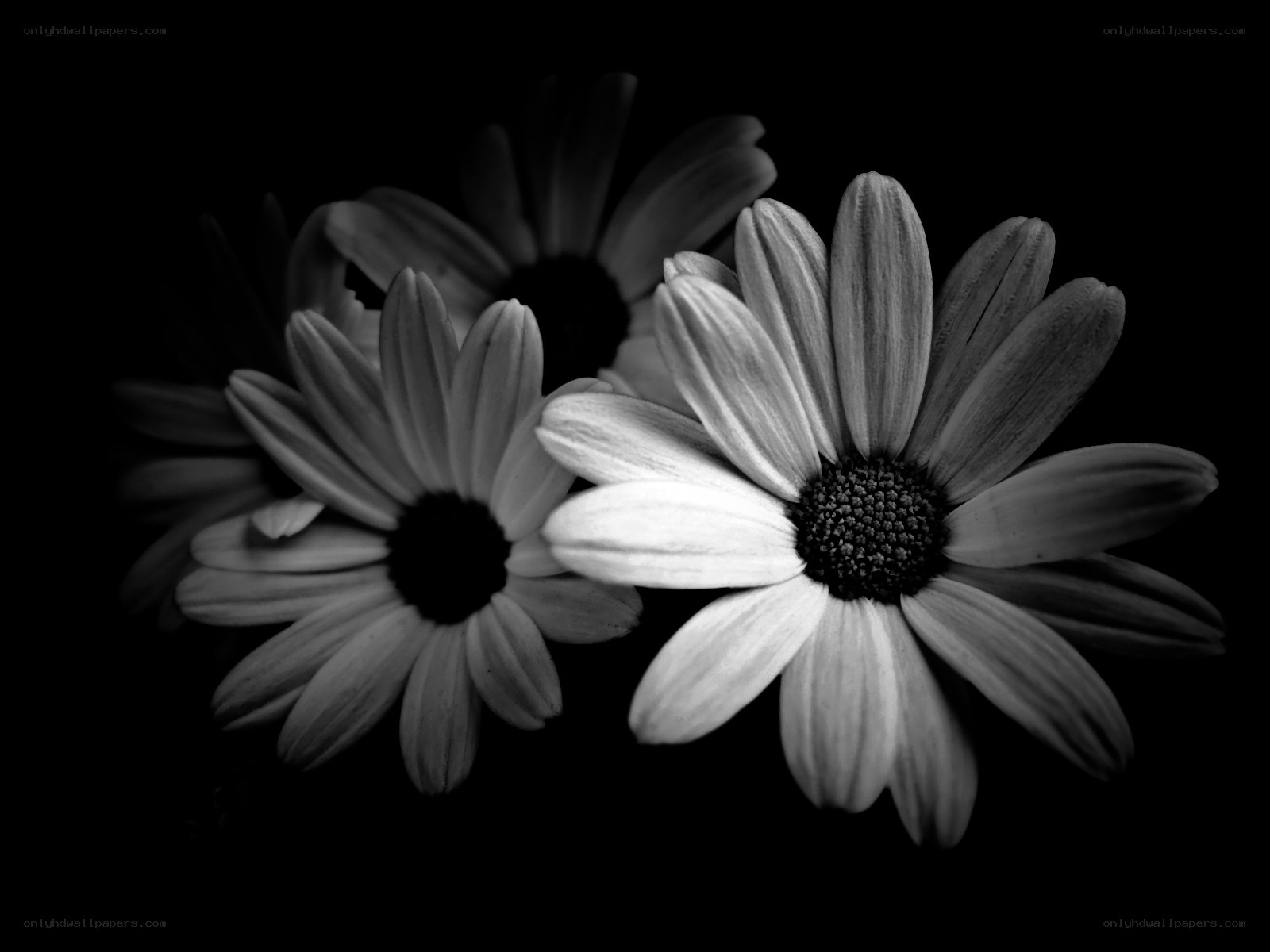 Black and white daisies
