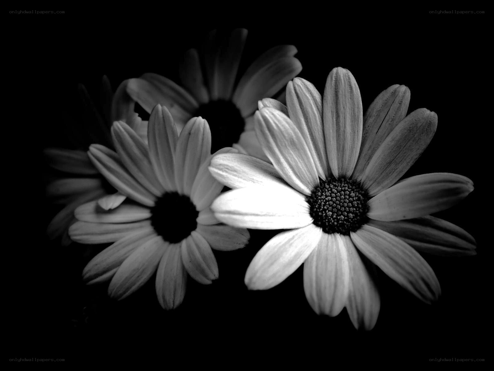 Black and white daisies