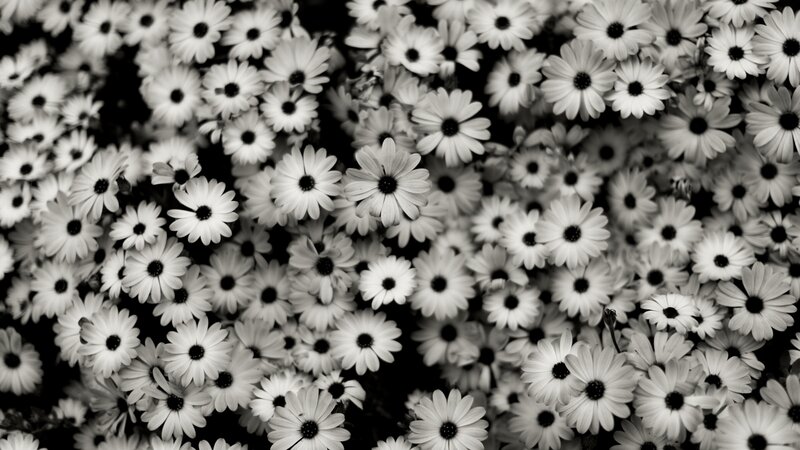 black and white daisies