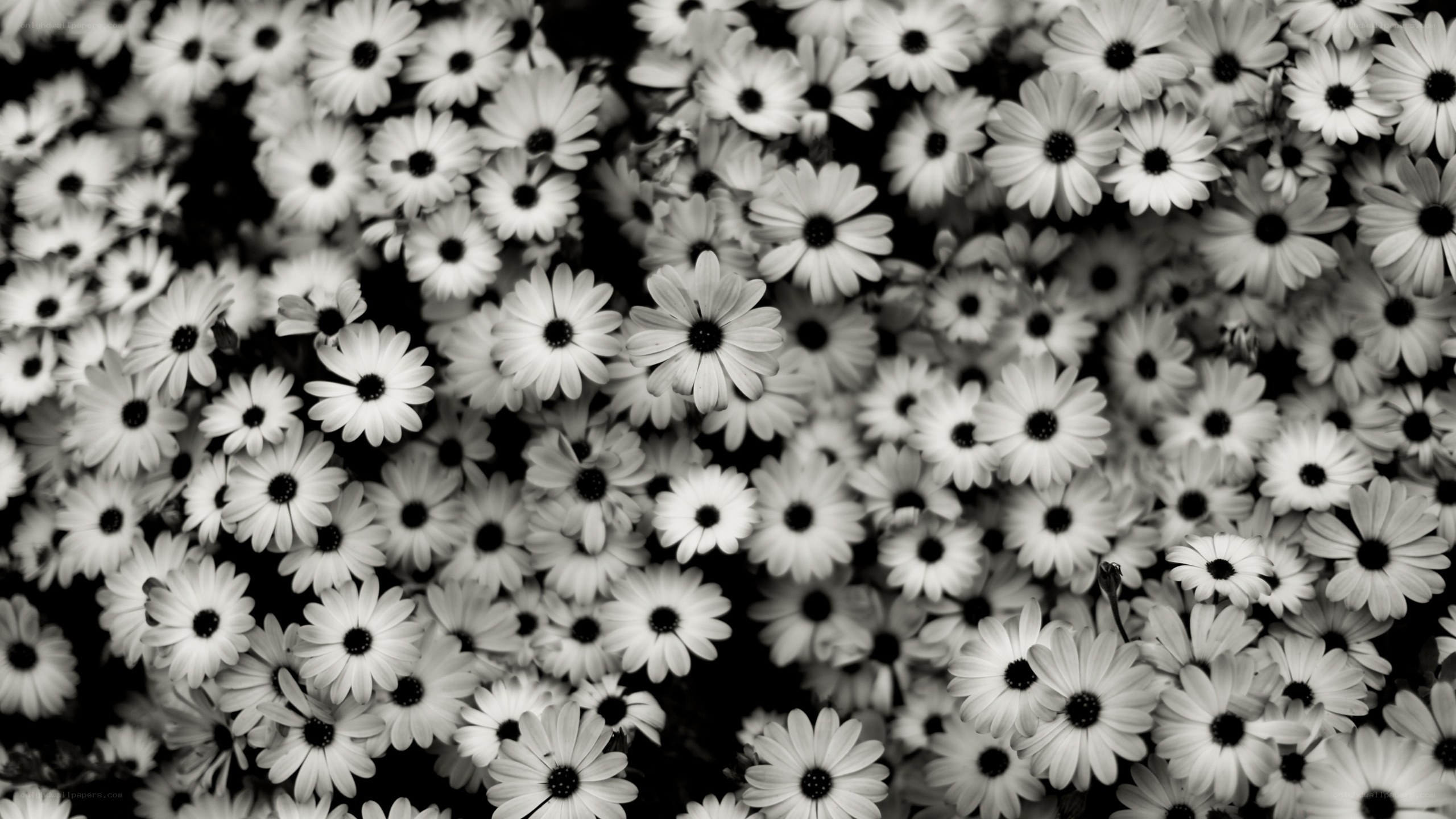black and white daisies