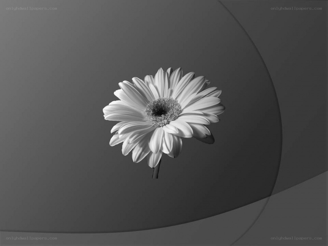 black and white daisy flower