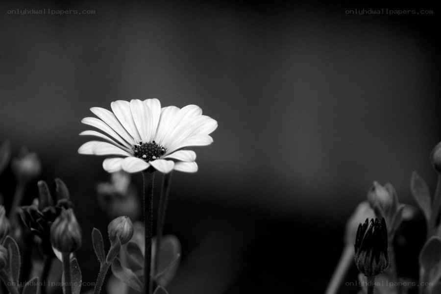 black and white daisy flower
