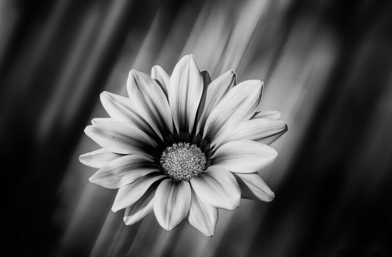 Black and White Daisy Flower — Dramatic