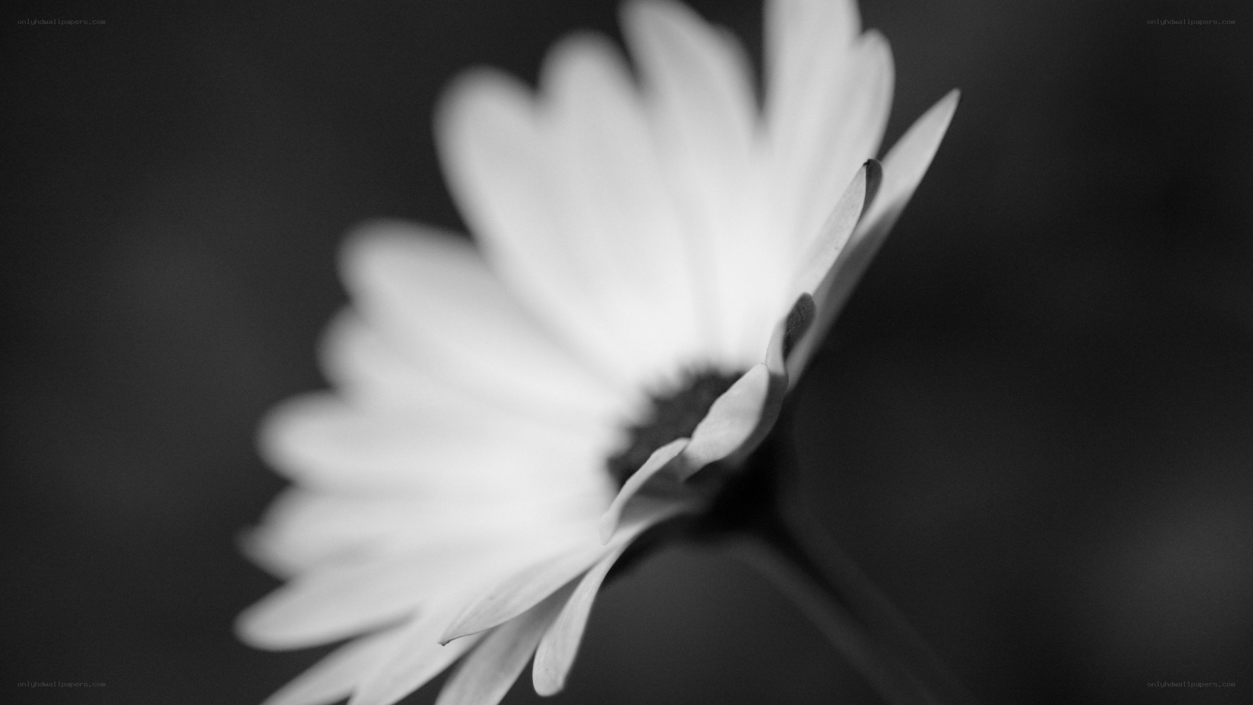 black and white daisy flower