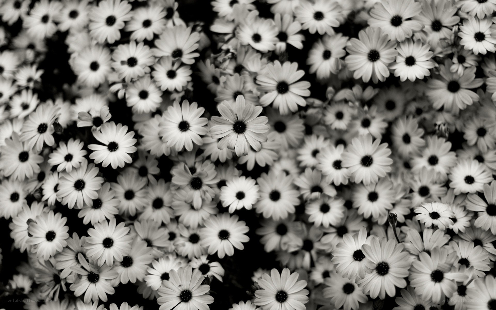 black and white daisy flowers