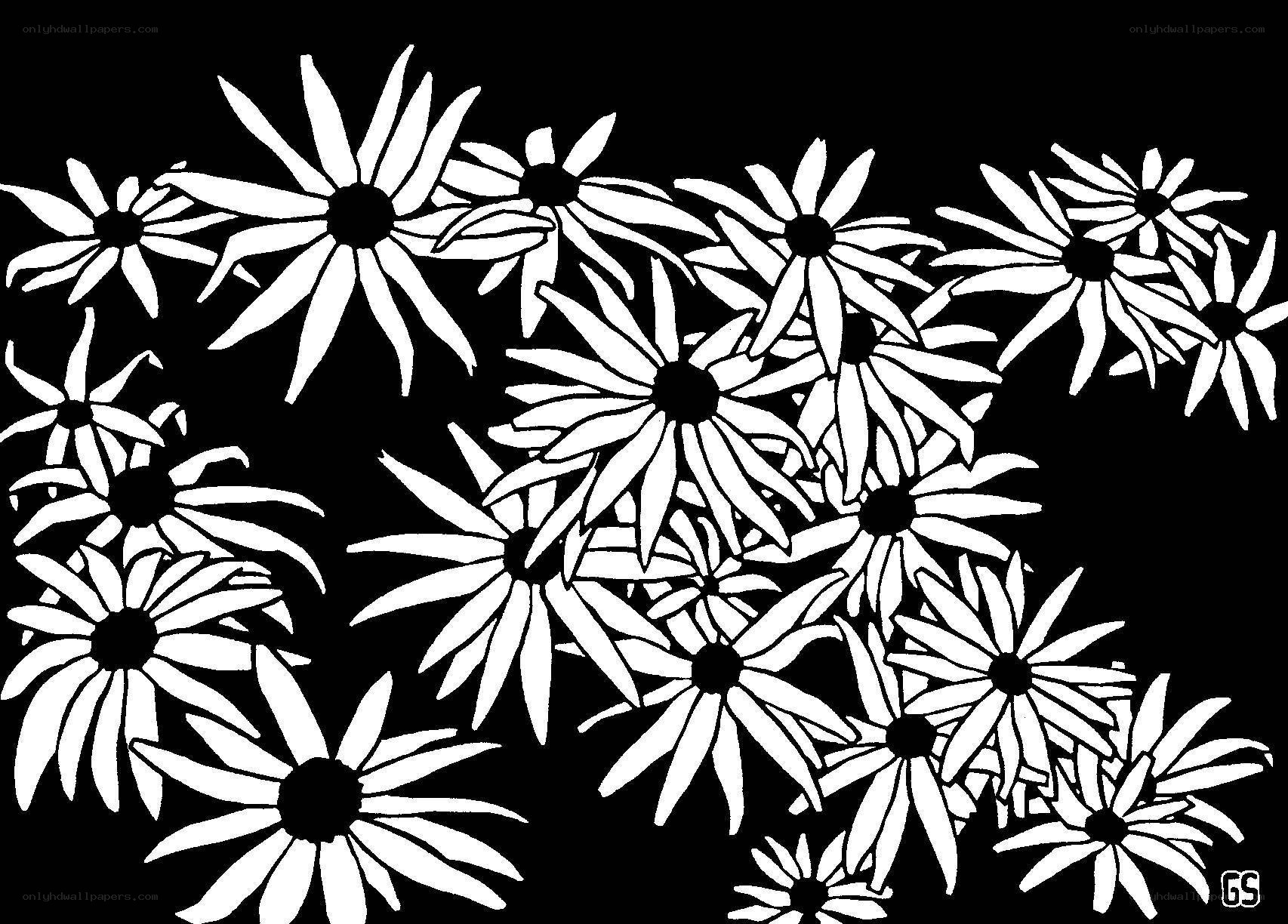 black and white daisy flowers