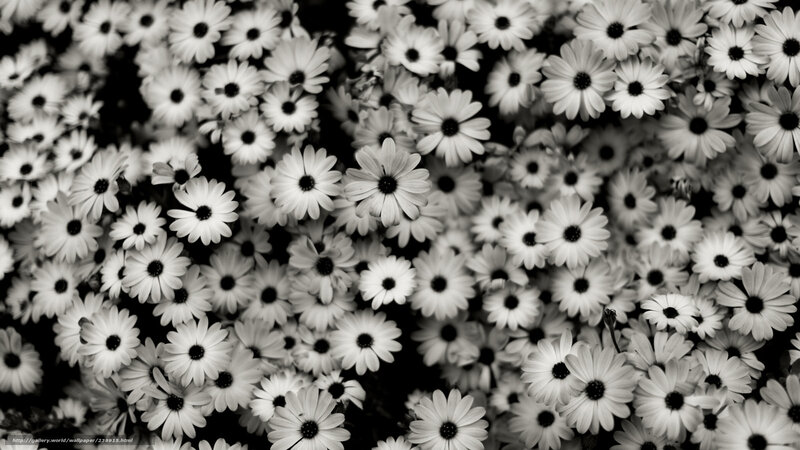 Black and white daisy flowers