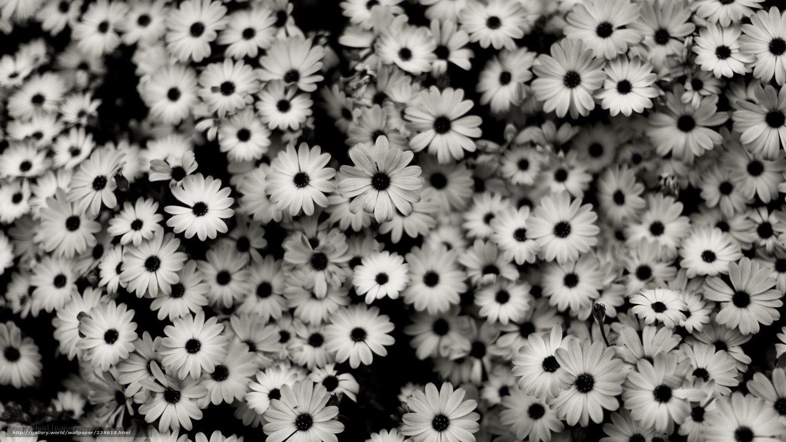 Black and white daisy flowers