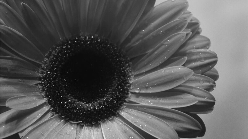 black and white daisy with water droplets
