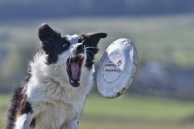 Black and White Dog — Active, Afternoon, Photograph