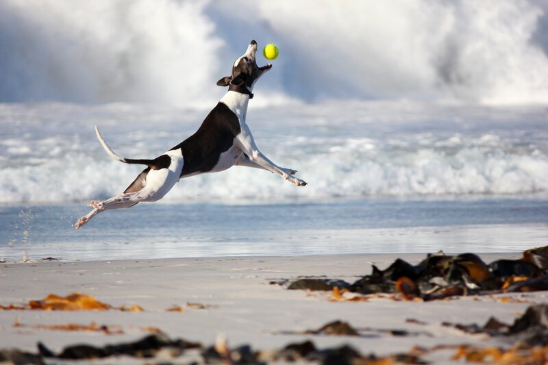 Black and White Dog — Active, Afternoon