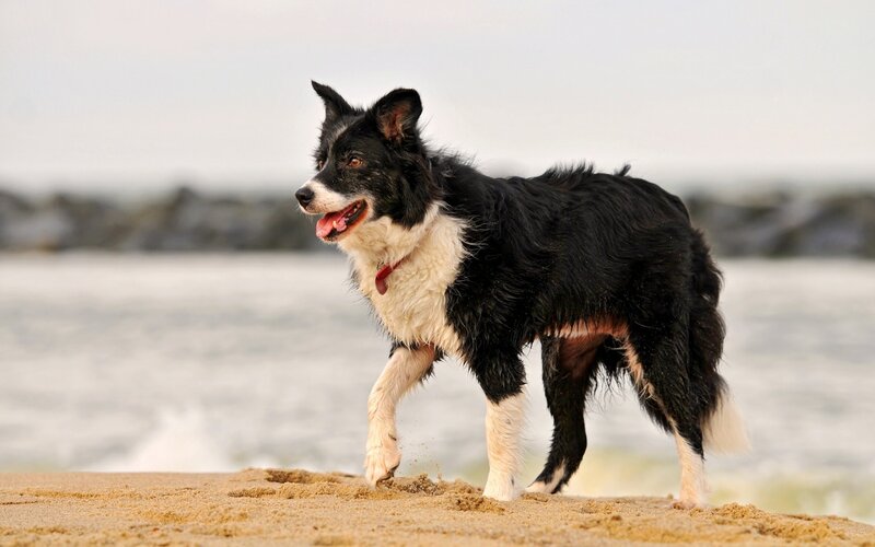 Black and White Dog — Active