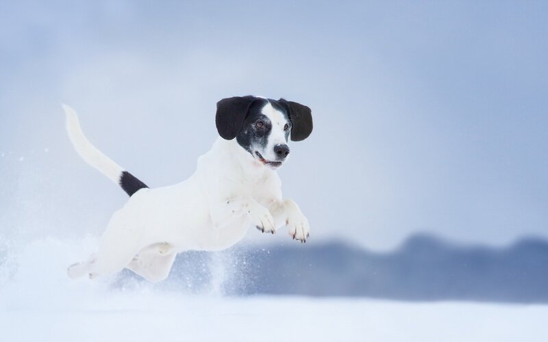 Black and White Dog — Active, Winter