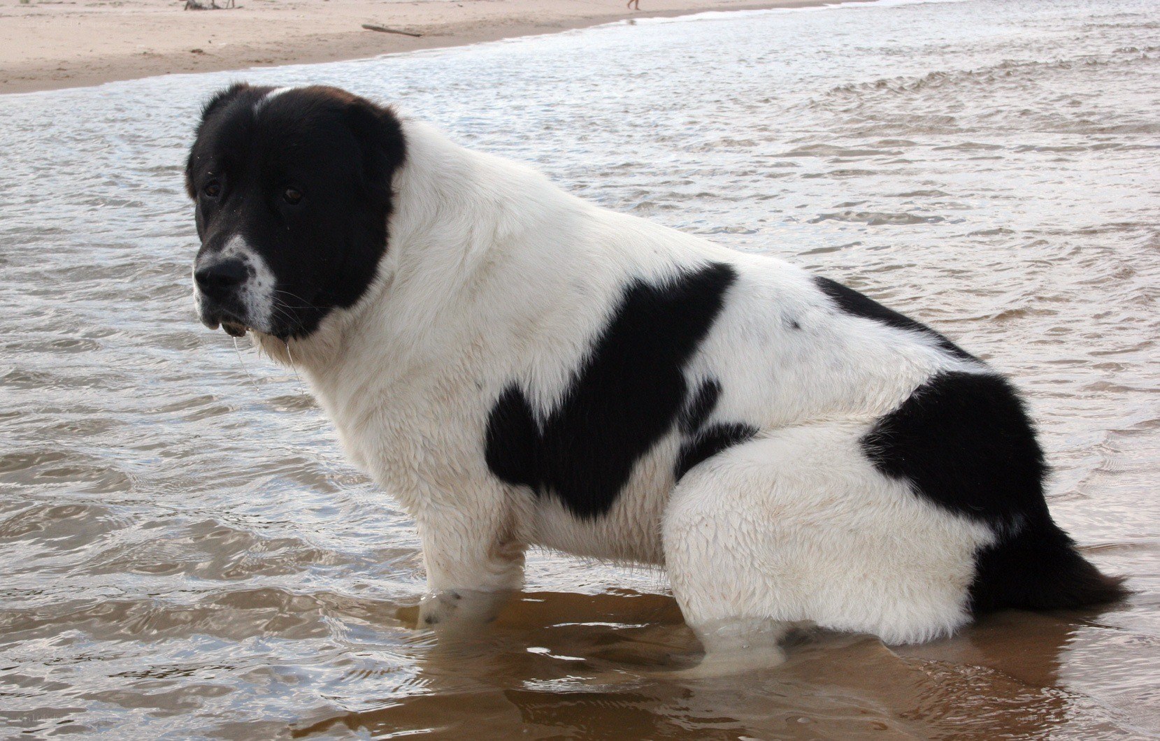 black and white dog at the beach