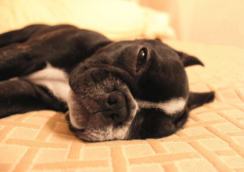 Black and White Dog — Beige, Calm