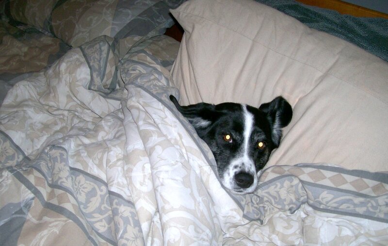 Black and White Dog — Beige