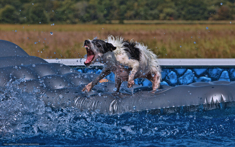 Black and White Dog — Blue, Active, Afternoon