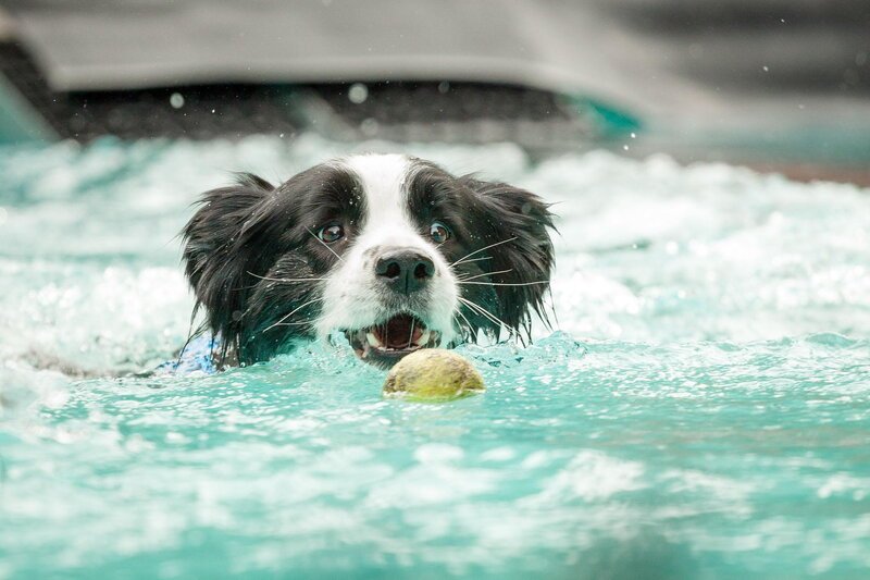 Black and White Dog — Blue, Active, Photograph