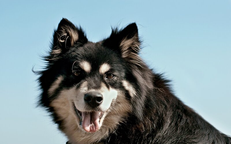 Black and White Dog — Blue, Calm, Afternoon