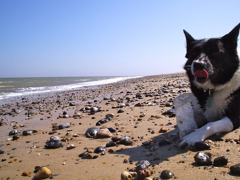 Black and White Dog — Blue, Calm