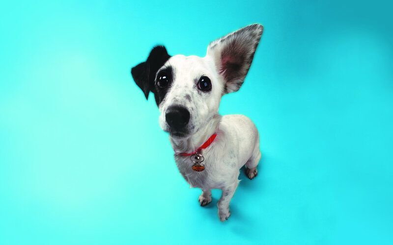 Black-and-white Dog — Blue, Curious