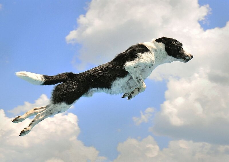 Black and White Dog — Blue, Dynamic